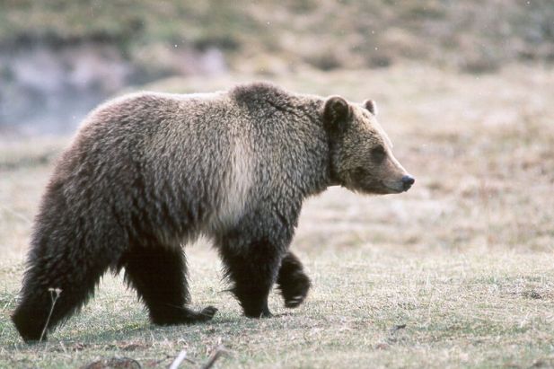 800px-Grizzly_bear_glacier_national_park_3